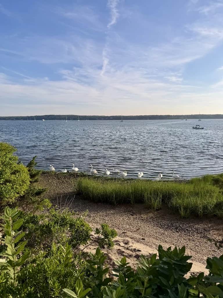 Swans gathered along a grassy shore with sailboats moored out beyond