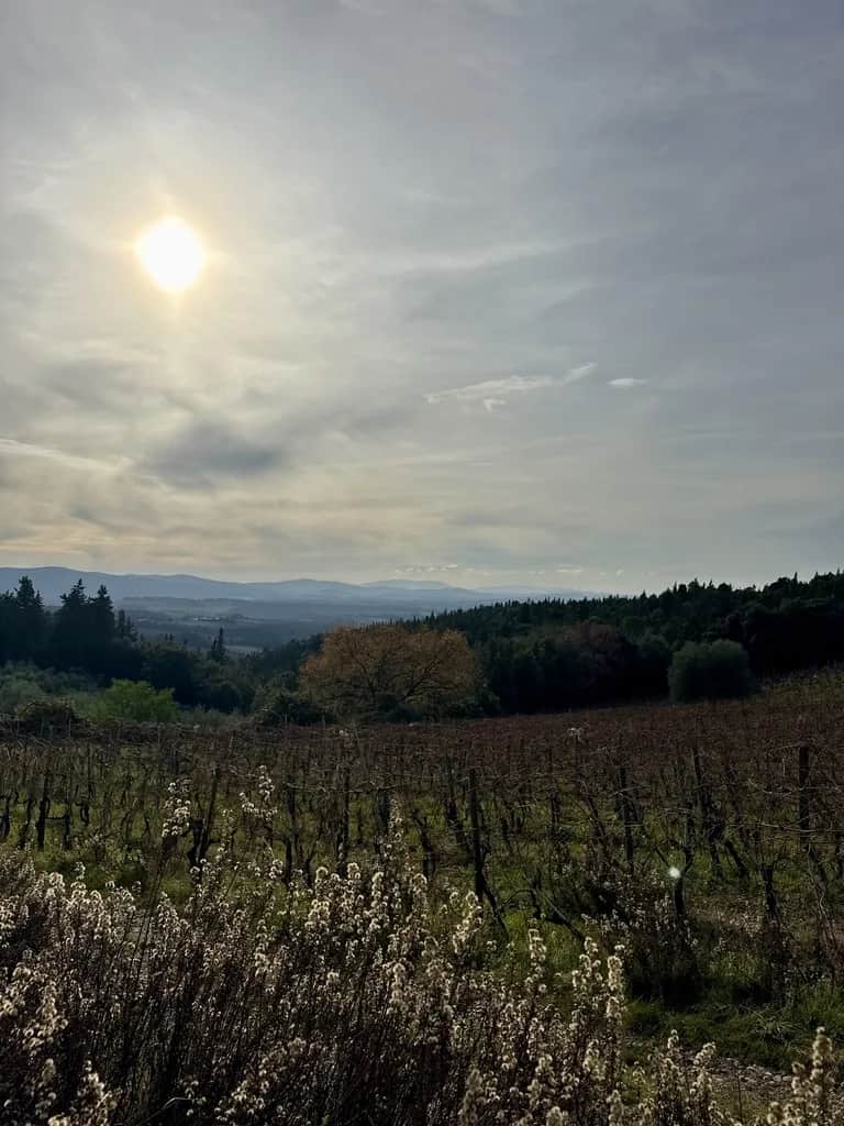 Bare vines running downhill toward wooded ridges under a high overcast, Tuscany