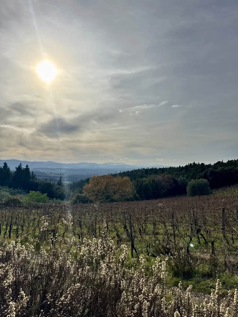 Low sun breaking over the bare winter rows of a vineyard, Tuscany